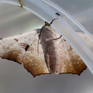 Oenochroma vetustaria at Moruya, NSW - 7 Jan 2024