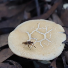 Tapeigaster sp. (genus) (Fungus fly, Heteromyzid fly) at Cook, ACT - 24 Apr 2022 by Tammy