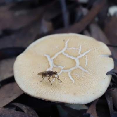 Tapeigaster sp. (genus) (Fungus fly, Heteromyzid fly) at Cook, ACT - 24 Apr 2022 by Tammy