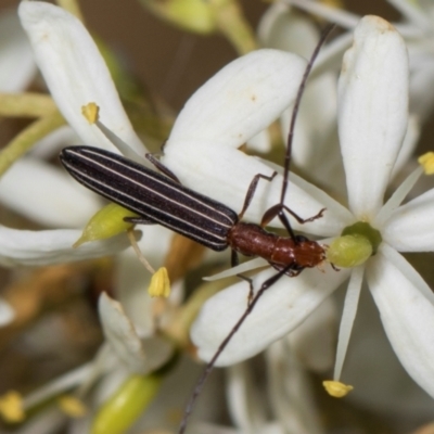 Syllitus rectus (Longhorn beetle) at The Pinnacle - 27 Dec 2023 by AlisonMilton