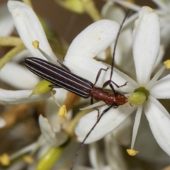 Syllitus rectus (Longhorn beetle) at Hawker, ACT - 27 Dec 2023 by AlisonMilton
