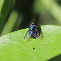 Unverified True fly (Diptera) at Mosman, NSW - 28 May 2022 by Tammy