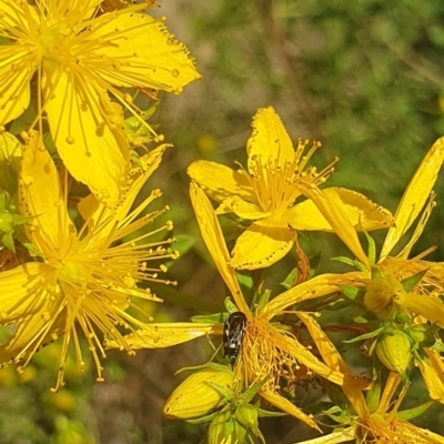 Mordella sp. (genus) (Pintail or tumbling flower beetle) at Mawson, ACT - 1 Dec 2023 by ChrisBenwah