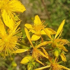 Mordella sp. (genus) at Debenham St Pedestrian Parkland (DBP) - 1 Dec 2023