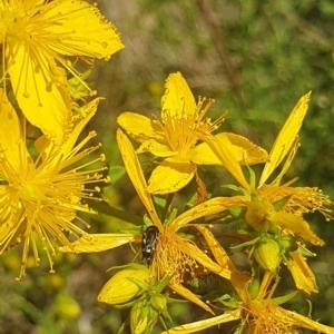 Mordella sp. (genus) at Debenham St Pedestrian Parkland (DBP) - 1 Dec 2023