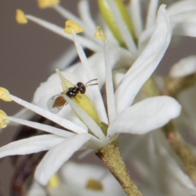 Unidentified True fly (Diptera) at The Pinnacle - 27 Dec 2023 by AlisonMilton