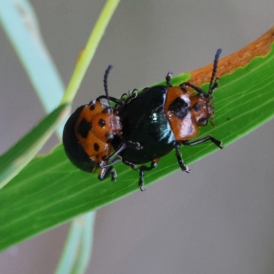Calomela maculicollis (Dotted-head Acacia beetle) at Moruya, NSW - 6 Jan 2024 by LisaH