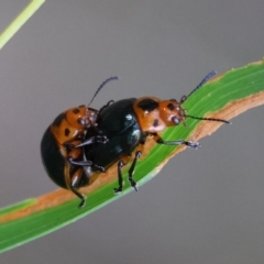 Calomela moorei at Moruya, NSW - suppressed