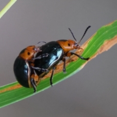 Calomela moorei at Moruya, NSW - suppressed