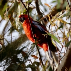 Platycercus elegans (Crimson Rosella) at Moruya, NSW - 6 Jan 2024 by LisaH