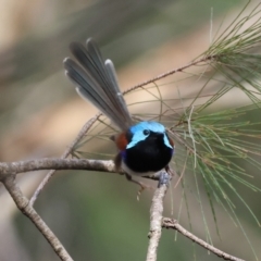 Malurus lamberti at Moruya, NSW - 7 Jan 2024