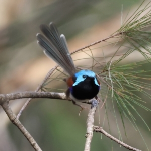 Malurus lamberti at Moruya, NSW - 7 Jan 2024