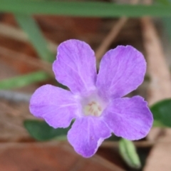 Brunoniella pumilio (Dwarf Blue Trumpet) at Broulee Moruya Nature Observation Area - 6 Jan 2024 by LisaH