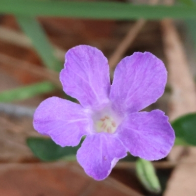 Brunoniella pumilio (Dwarf Blue Trumpet) at Moruya, NSW - 6 Jan 2024 by LisaH