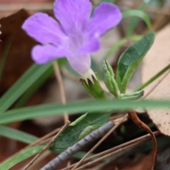 Brunoniella pumilio at Moruya, NSW - suppressed