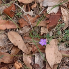 Brunoniella pumilio at Moruya, NSW - suppressed