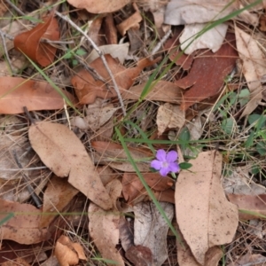 Brunoniella pumilio at Moruya, NSW - suppressed