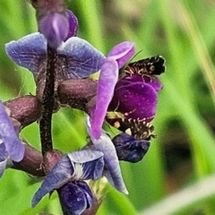 Glyphipterix chrysoplanetis at The Pinnacle - 7 Jan 2024