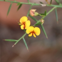 Daviesia ulicifolia (Gorse Bitter-pea) at Moruya, NSW - 6 Jan 2024 by LisaH