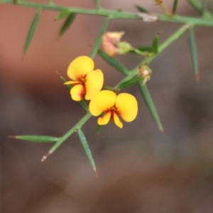 Daviesia ulicifolia at Moruya, NSW - 7 Jan 2024