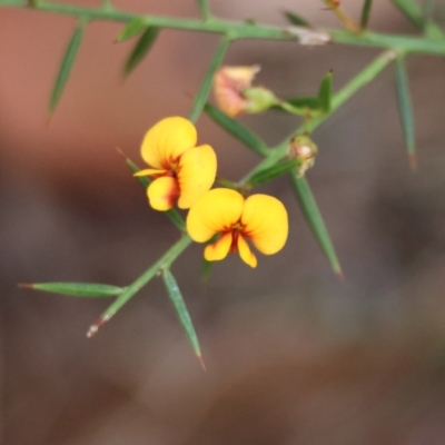 Daviesia ulicifolia (Gorse Bitter-pea) at Moruya, NSW - 6 Jan 2024 by LisaH