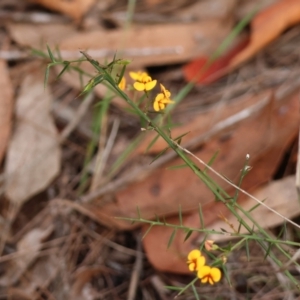 Daviesia ulicifolia at Moruya, NSW - 7 Jan 2024
