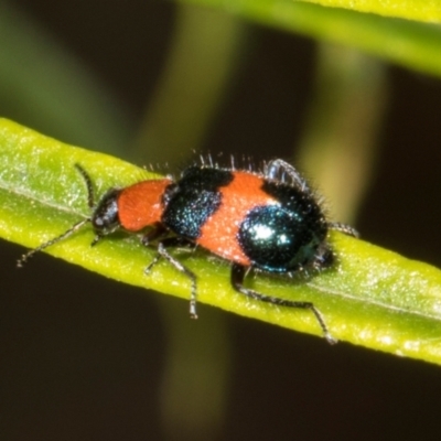 Dicranolaius cinctus (Notched-leg Red & Blue Flower Beetle) - 28 Dec 2023 by AlisonMilton