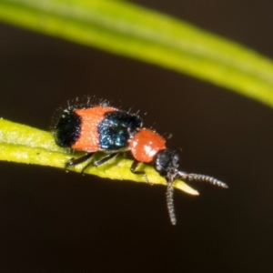 Dicranolaius bellulus at Pinnacle NR (PIN) - 28 Dec 2023 11:11 AM