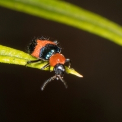 Dicranolaius bellulus at Pinnacle NR (PIN) - 28 Dec 2023