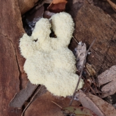 Fuligo septica (Scrambled egg slime) at Broulee Moruya Nature Observation Area - 6 Jan 2024 by LisaH