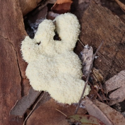 Fuligo septica (Scrambled egg slime) at Broulee Moruya Nature Observation Area - 6 Jan 2024 by LisaH