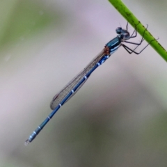 Austrolestes psyche (Cup Ringtail) at Broulee Moruya Nature Observation Area - 6 Jan 2024 by LisaH