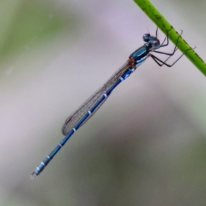 Austrolestes psyche at Moruya, NSW - 7 Jan 2024