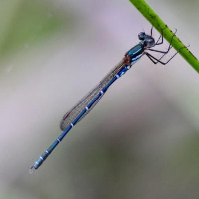 Austrolestes psyche (Cup Ringtail) at Moruya, NSW - 7 Jan 2024 by LisaH