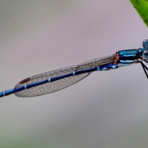 Austrolestes psyche at Moruya, NSW - 7 Jan 2024