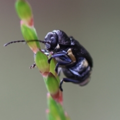 Unidentified Beetle (Coleoptera) at Moruya, NSW - 6 Jan 2024 by LisaH