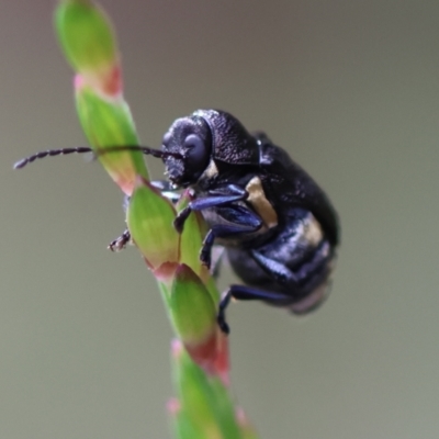 Unverified Beetle (Coleoptera) by LisaH