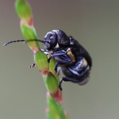 Unidentified Beetle (Coleoptera) at Broulee Moruya Nature Observation Area - 6 Jan 2024 by LisaH