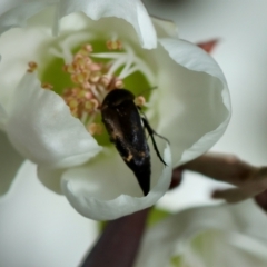 Mordella sp. (genus) (Pintail or tumbling flower beetle) at Broulee Moruya Nature Observation Area - 6 Jan 2024 by LisaH