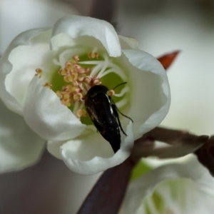 Mordella sp. (genus) at Moruya, NSW - 7 Jan 2024