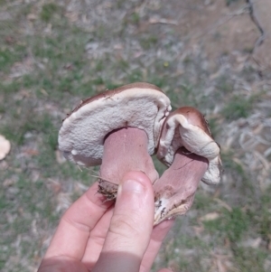 Tylopilus sp. at Tarago, NSW - 7 Jan 2024