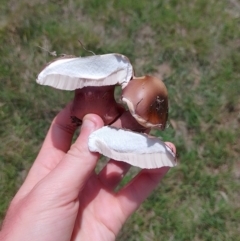 Tylopilus sp. at Tarago, NSW - 7 Jan 2024