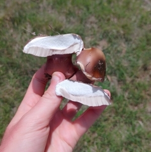 Tylopilus sp. at Tarago, NSW - 7 Jan 2024