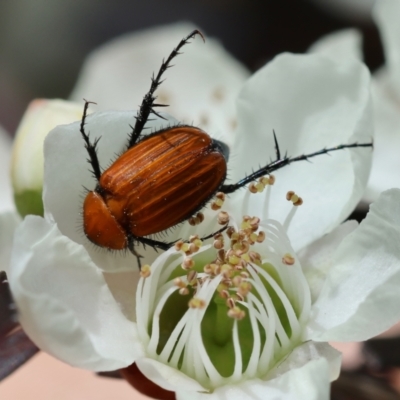 Phyllotocus sp. (genus) (Nectar scarab) at Broulee Moruya Nature Observation Area - 6 Jan 2024 by LisaH