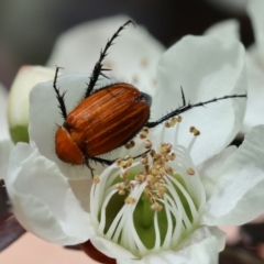 Phyllotocus sp. (genus) (Nectar scarab) at Moruya, NSW - 6 Jan 2024 by LisaH