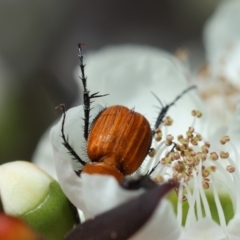 Phyllotocus sp. (genus) at Moruya, NSW - suppressed