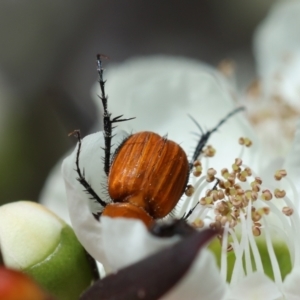 Phyllotocus sp. (genus) at Moruya, NSW - suppressed