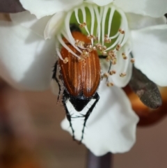 Phyllotocus sp. (genus) at Moruya, NSW - suppressed