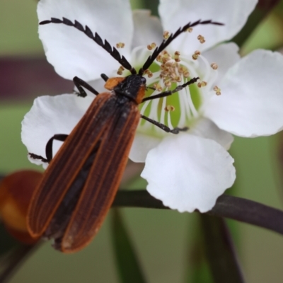 Porrostoma rhipidium (Long-nosed Lycid (Net-winged) beetle) at Broulee Moruya Nature Observation Area - 6 Jan 2024 by LisaH