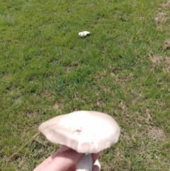 Agaricus sp. at Tarago, NSW - 7 Jan 2024